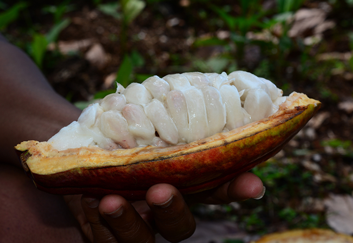 PRONATEC / YACAO - Organic and Fair Trade cocoa from the Dominican Republic